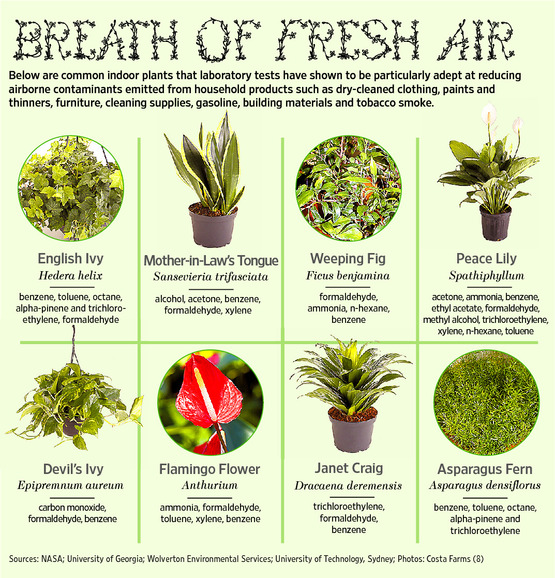 Chart Of Air Filtering Plants